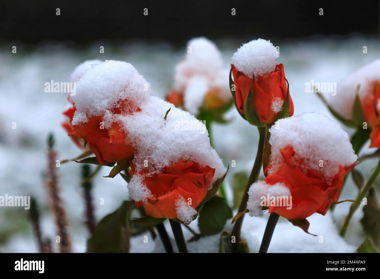 Snow covered roses in winter Stock Photo Alamy