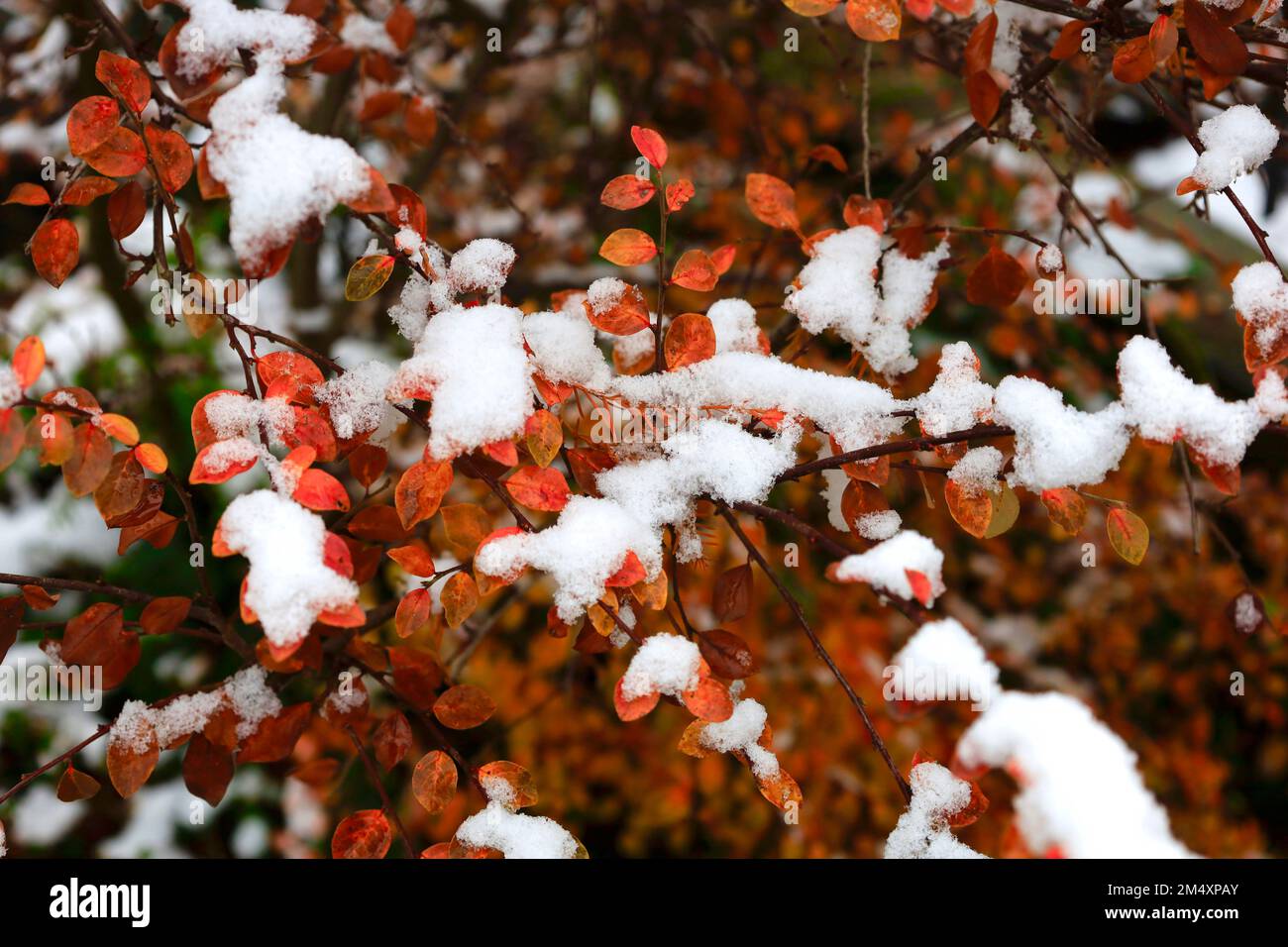 Snow covered branches in winter Stock Photo