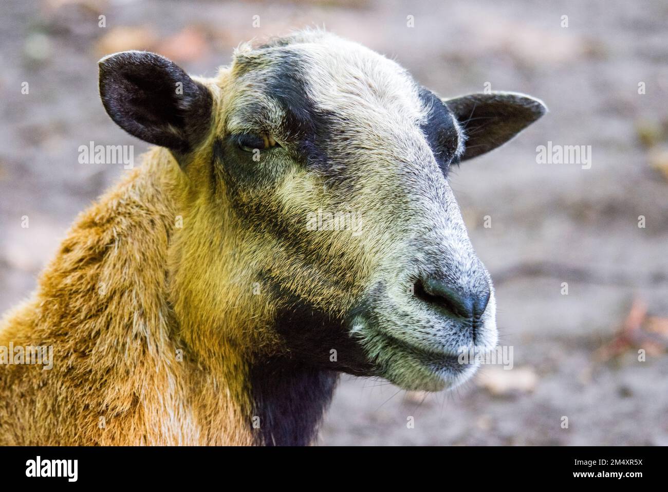A female mouflon sheep Stock Photo