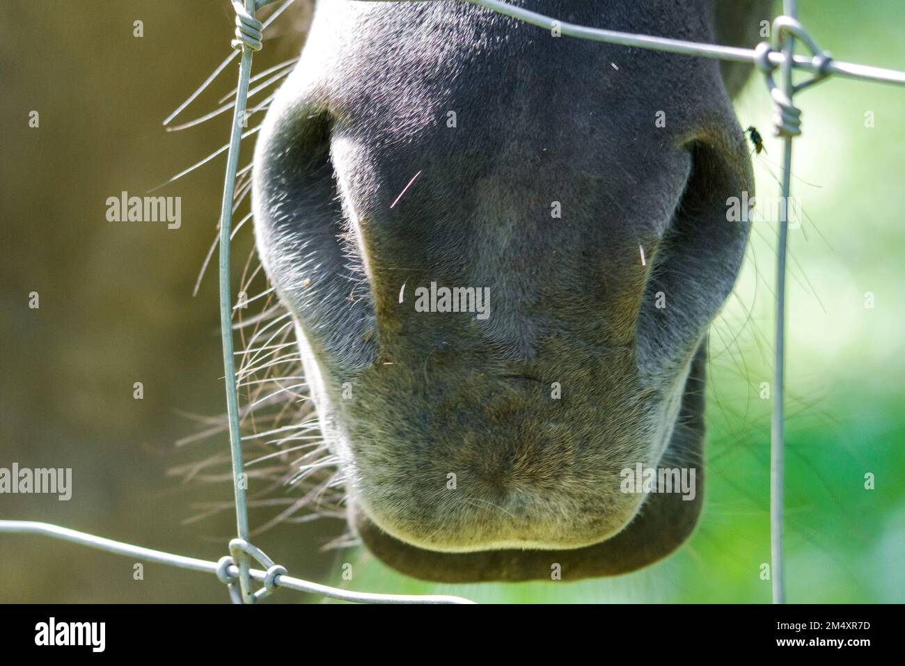 Close up of a horse's muzzle. Stock Photo
