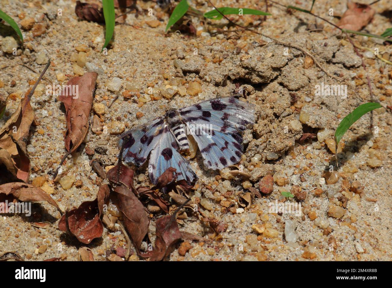A dead butterfly with blue color and black spots on the wings is having a little bit spoiled and damaged body fall on the sandy ground Stock Photo