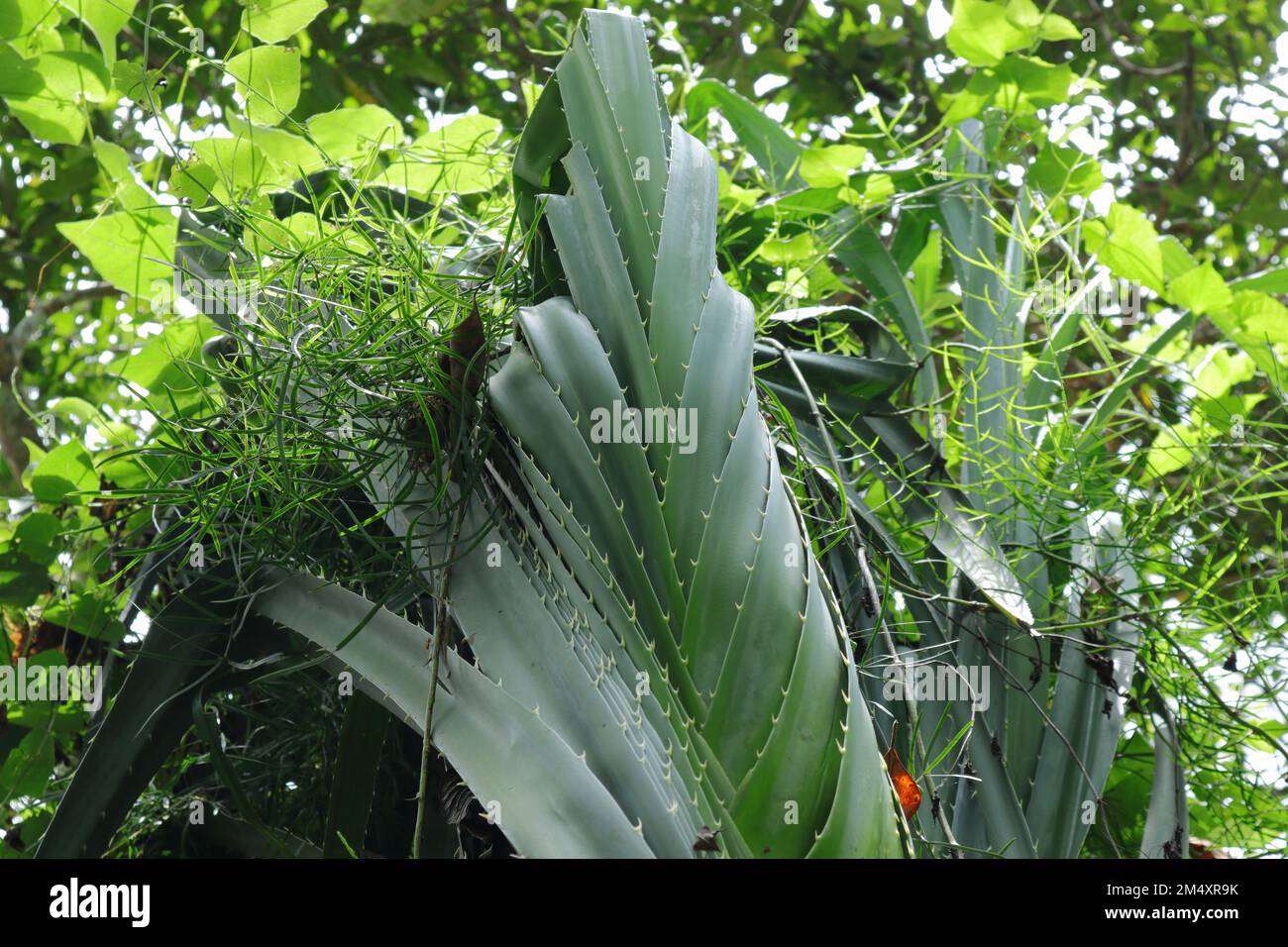 A Wetakeiya or known as False Pineapple tree (Pandanus Kaida) with leaves stacked and could not spread because of an Asparagus Racemosus vine Stock Photo