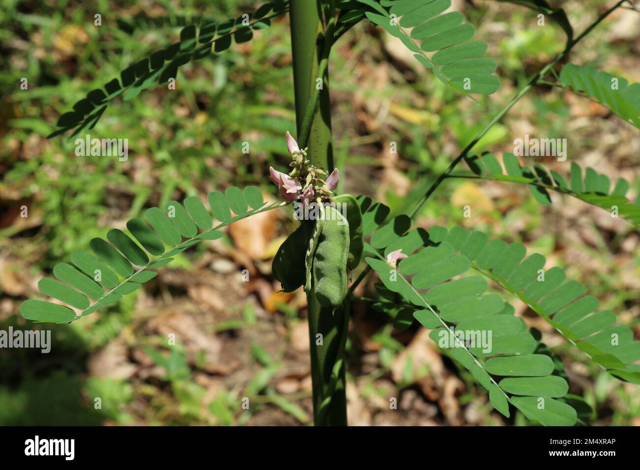 Jequirity bean vine hires stock photography and images Alamy