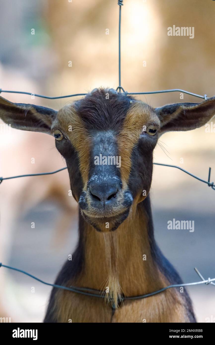 A young goat pushes his head through the wire fence. Stock Photo