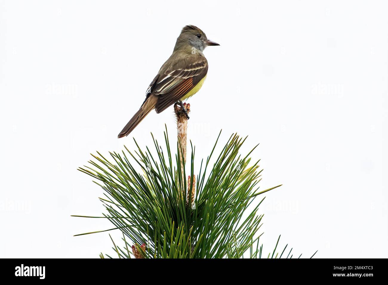 Great-crested flycatcher Stock Photo