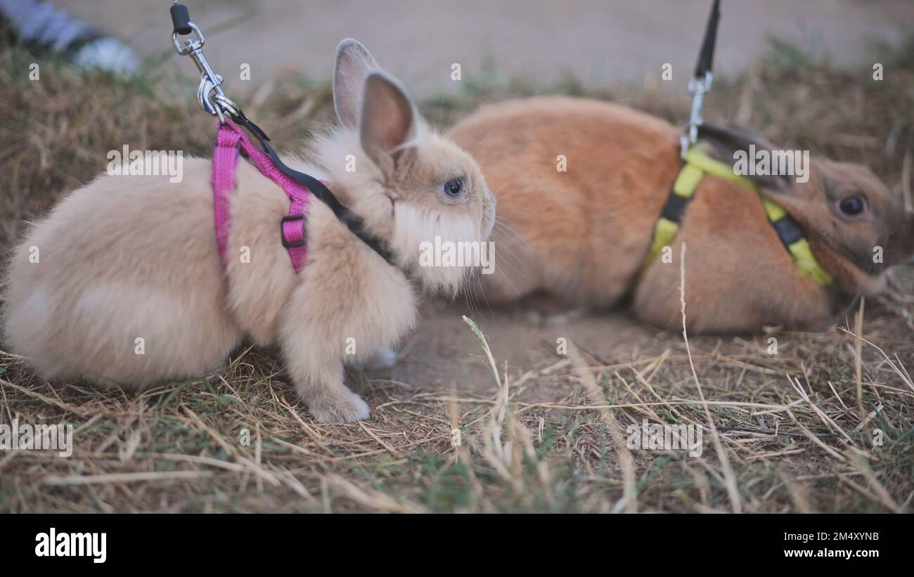 Two baby rabbits outdoors hi-res stock photography and images - Alamy