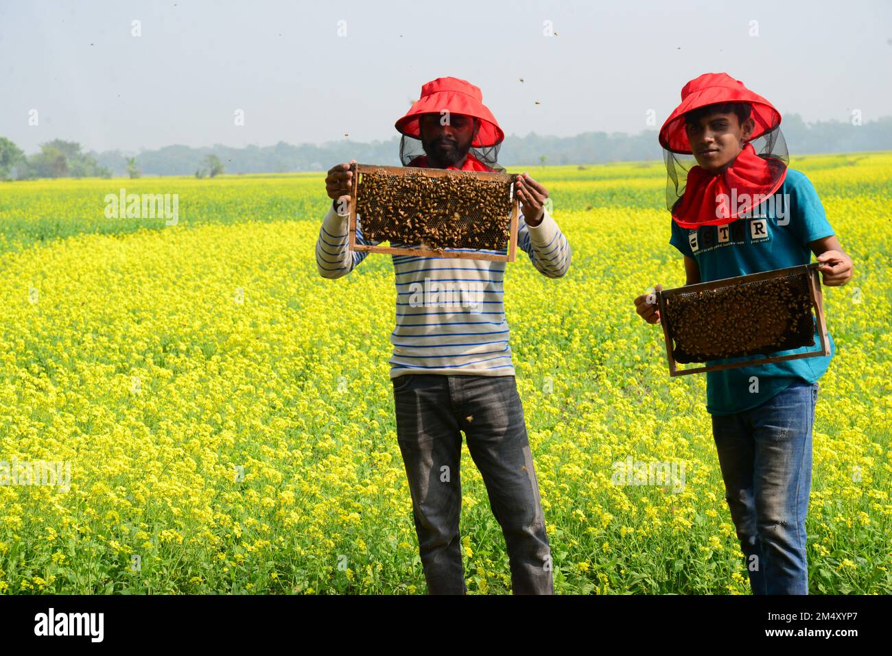 Munshigonj, Bangladesh. 23rd Dec, 2022. Farmers are seen at a honey farm collecting honeycomb from specially prepared honeycomb box around mustard field at Satgaon in Munshigonj, Bangladesh, on December 23, 2022. According to the Bangladesh Institute of Apiculture (BIA), around 25 thousand cultivators including 1,000 commercial agriculturists produce at least 1500 tons of good quality honey a year across the country. Credit: Mamunur Rashid/Alamy Live News Stock Photo