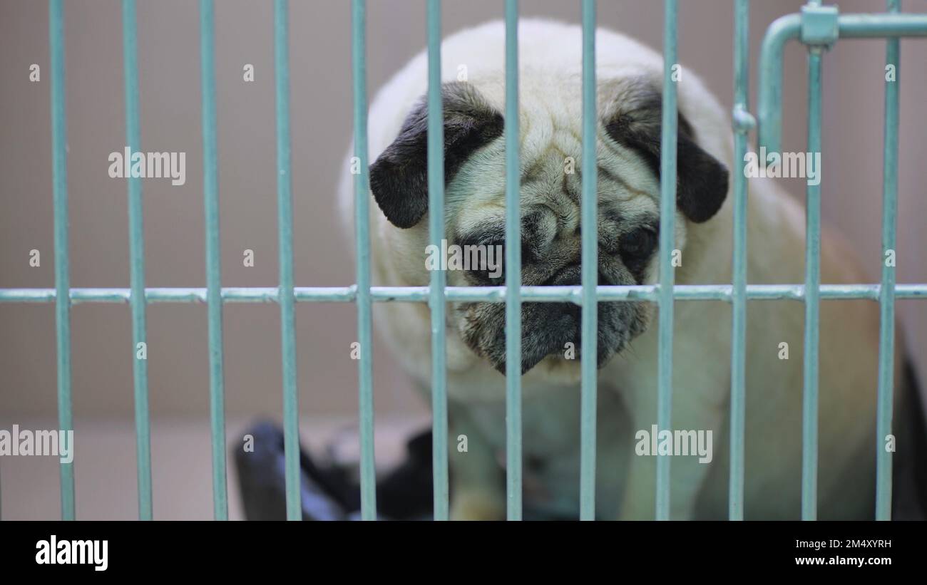 An old fat pug in a cage at the vet clinic Stock Photo Alamy