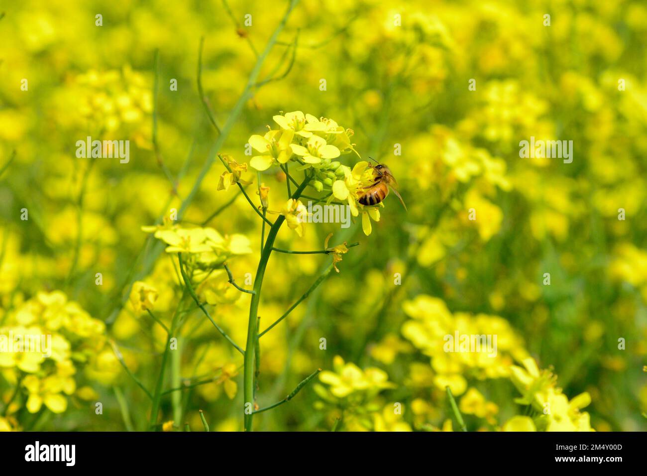 Munshigonj, Bangladesh. 23rd Dec, 2022. A bee collects honey from a mustard flower in a mustard field near the honey farm at Satgaon in Munshigonj, Bangladesh, on December 23, 2022. According to the Bangladesh Institute of Apiculture (BIA), around 25 thousand cultivators including 1,000 commercial agriculturists produce at least 1500 tons of good quality honey a year across the country Credit: Mamunur Rashid/Alamy Live News Stock Photo