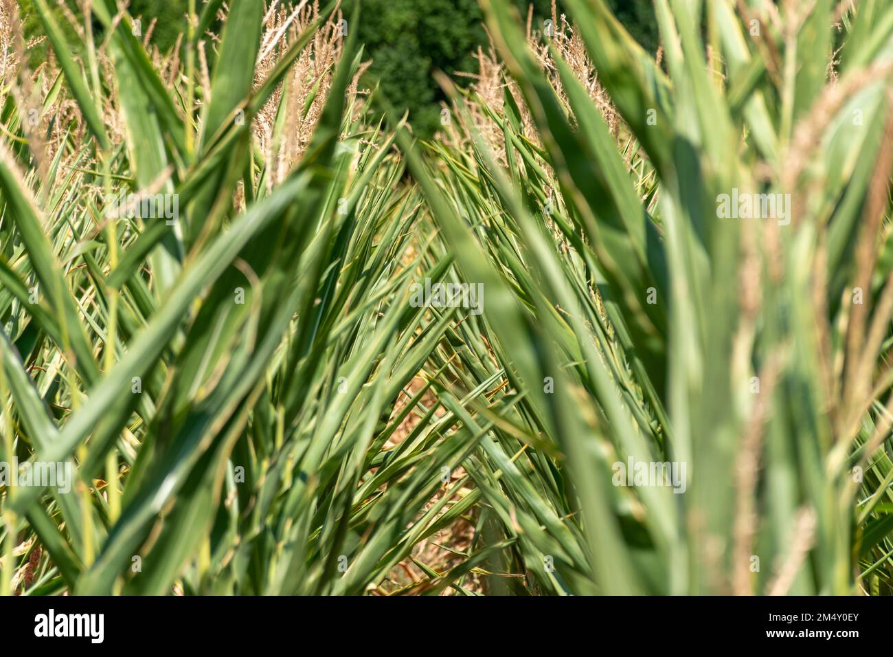 Grass in corn field hi-res stock photography and images - Alamy
