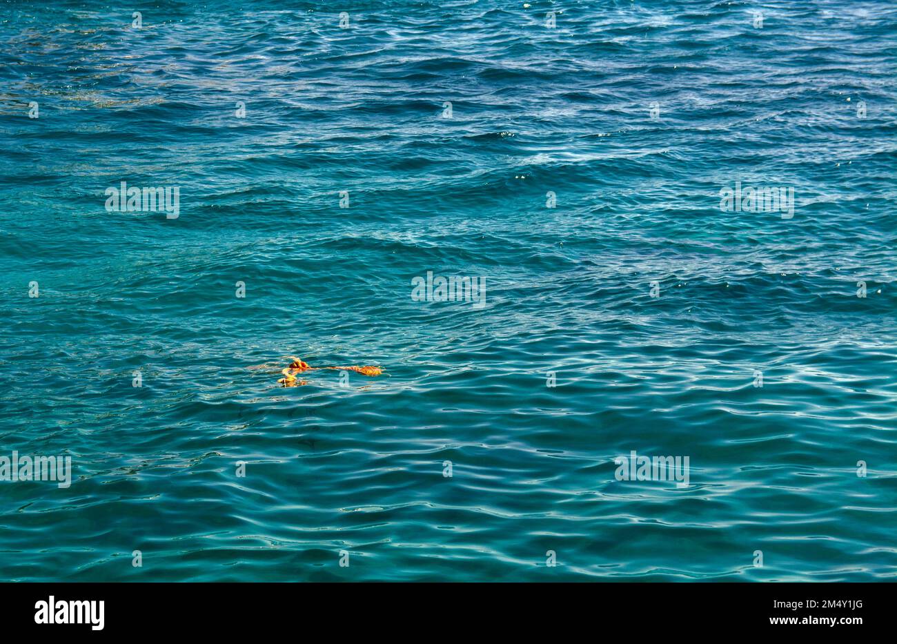 Broken and lost rope in sea water Stock Photo - Alamy