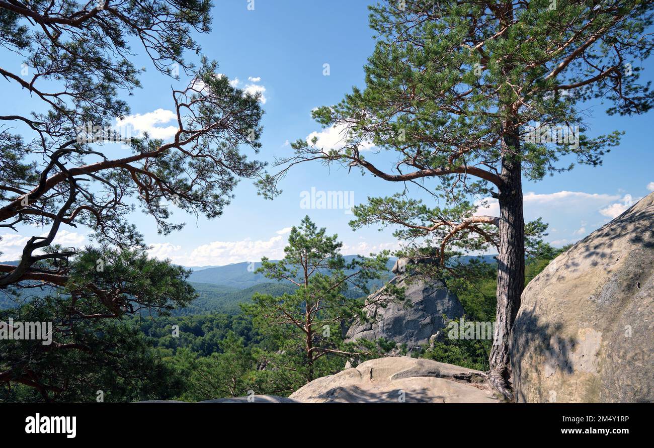 Big old pine tree growing on rocky mountain top under blue sky on ...