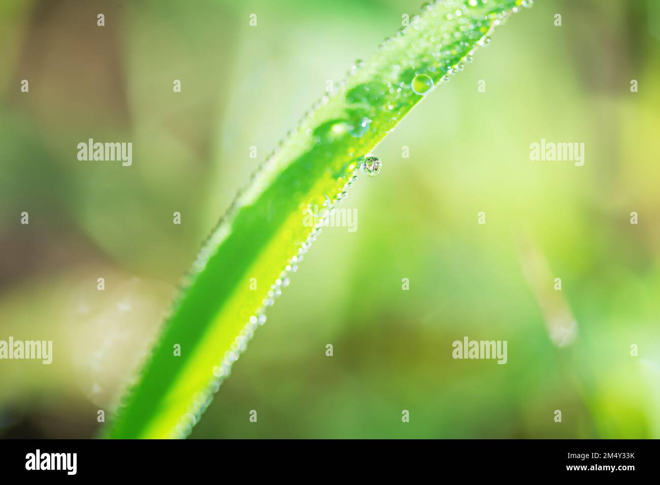 Macro nature. Green grass macro photo with dew drops on it Stock Photo ...