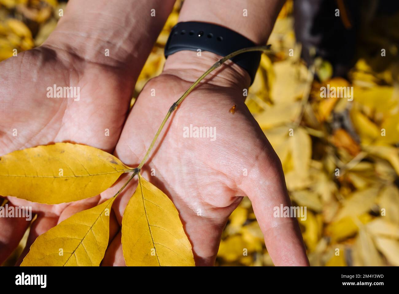 Female hand in autumn park enjoying autumn and holding a leaf. Many yellow dry leaves. Stock Photo