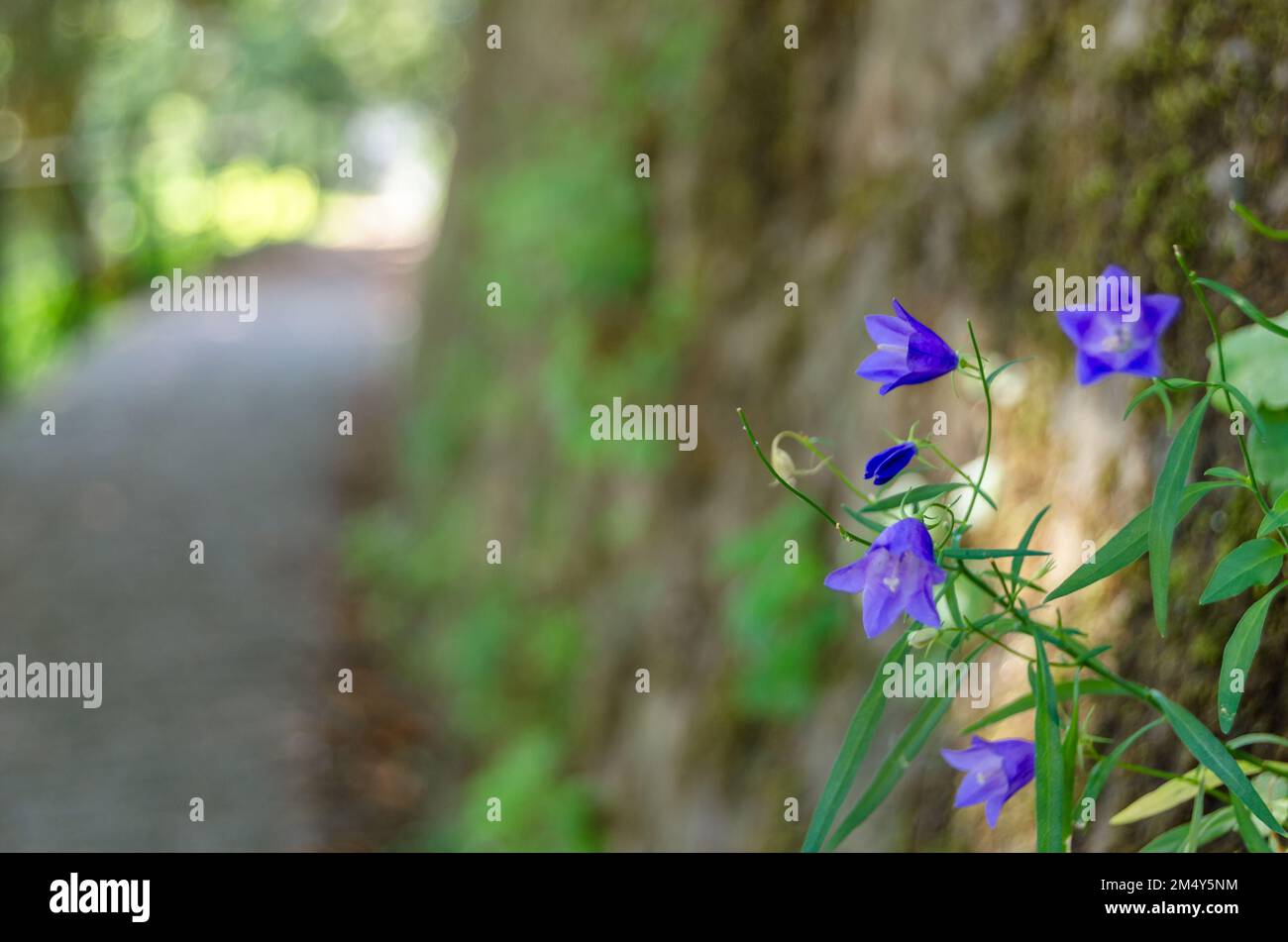 Natural background of purple flowers in blossom Stock Photo - Alamy