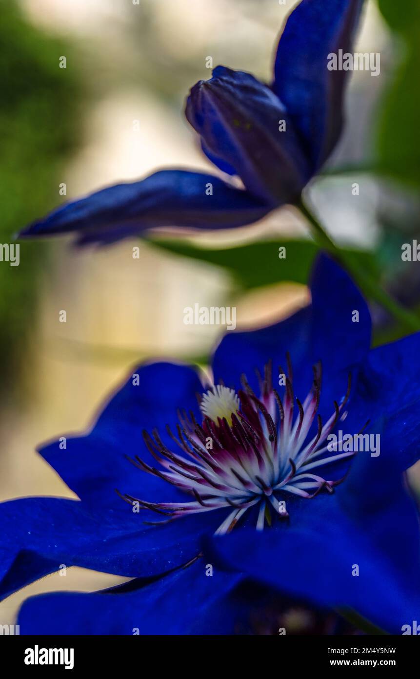 Natural background of purple flowers in blossom Stock Photo - Alamy