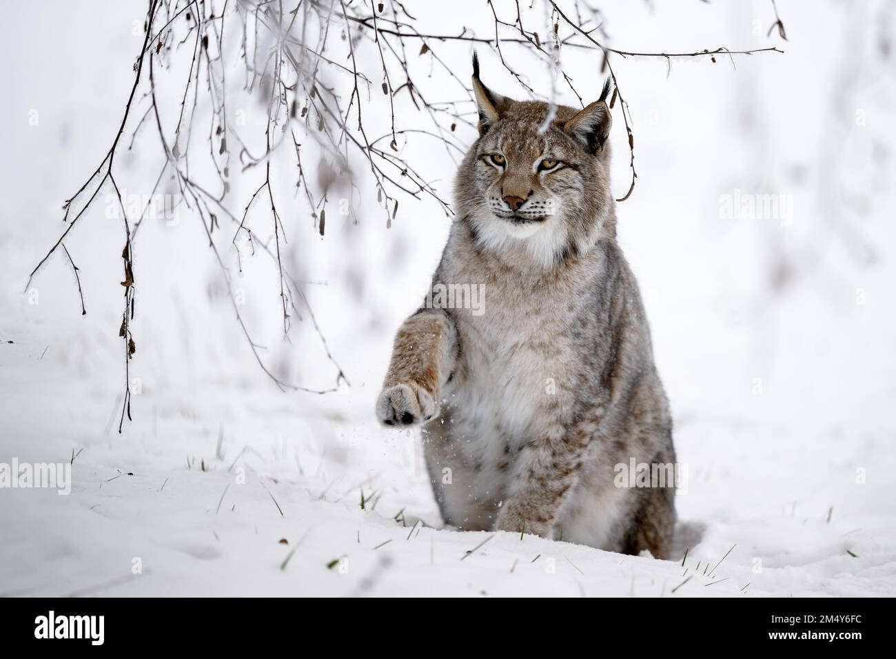A lynx at the edge of the forest inspects the newly fallen snow Stock Photo  - Alamy