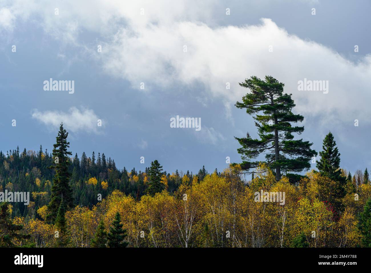 White pine and stormy skies, Lake Superior Provincial Park- Old Woman Bay, Ontario, Canada Stock Photo