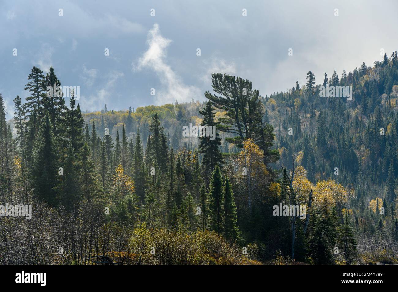White pine and stormy skies, Lake Superior Provincial Park- Old Woman Bay, Ontario, Canada Stock Photo