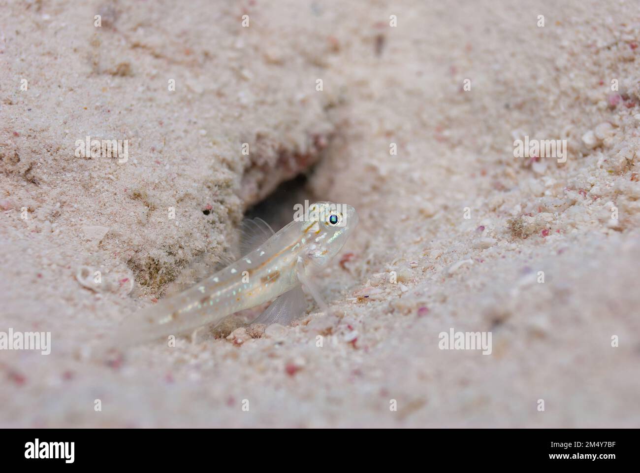 Bridled Goby Coryphopterus glaucofraenum perched next to sand burrow Bonaire Stock Photo