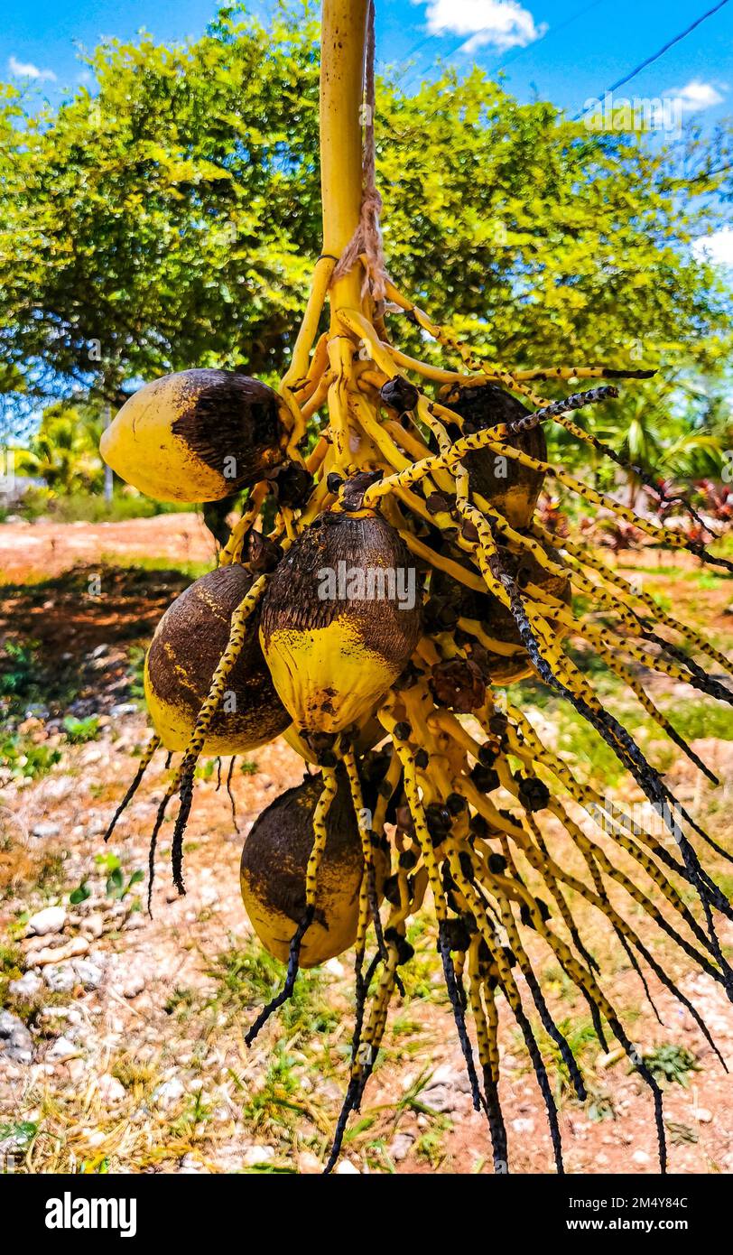 Yellow coconuts hanging on the stall in tropical nature in Chiquila Lazaro Cardenas in Quintana