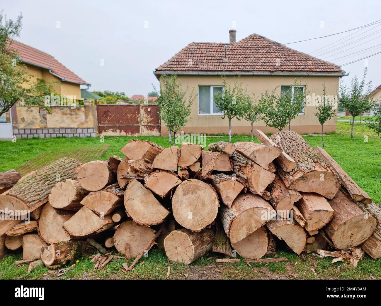 Chopped down tree trunks, firewood stacked in a storage yard, for heating in winter Stock Photo