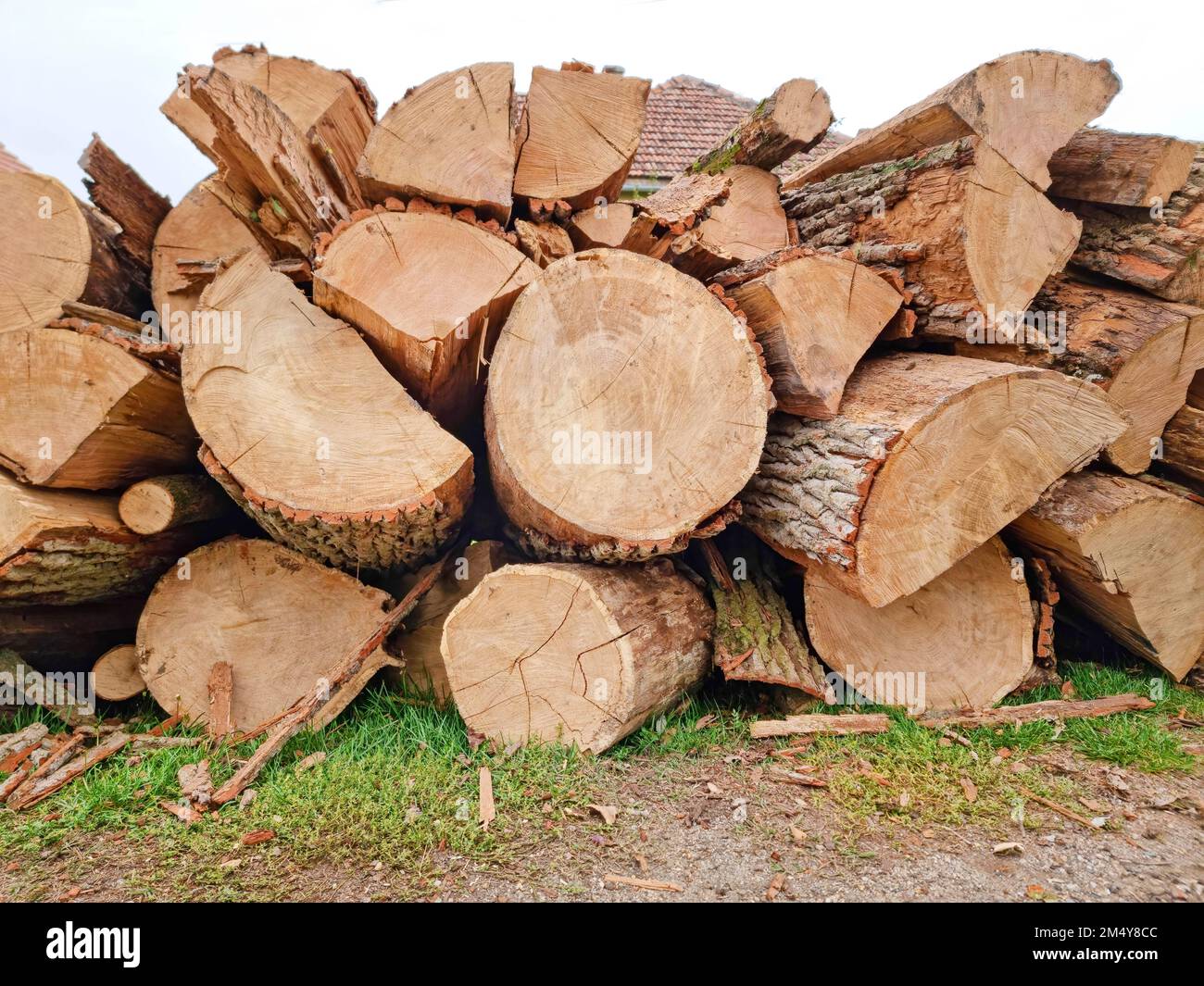 Chopped down tree trunks, firewood stacked in a storage yard, for heating in winter Stock Photo