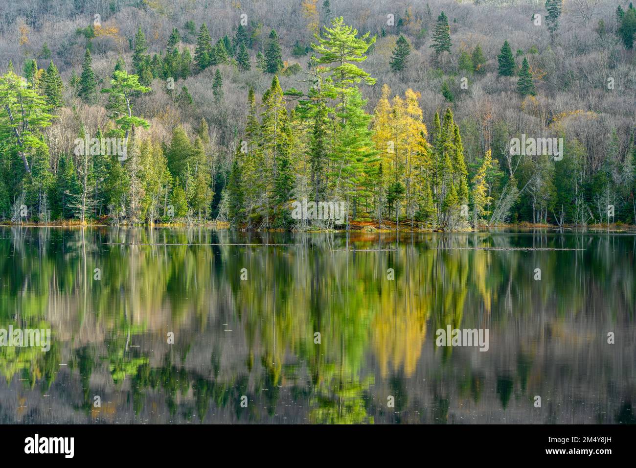 Reflections in a beaver pond, Lake Superior Provincial Park Trappers