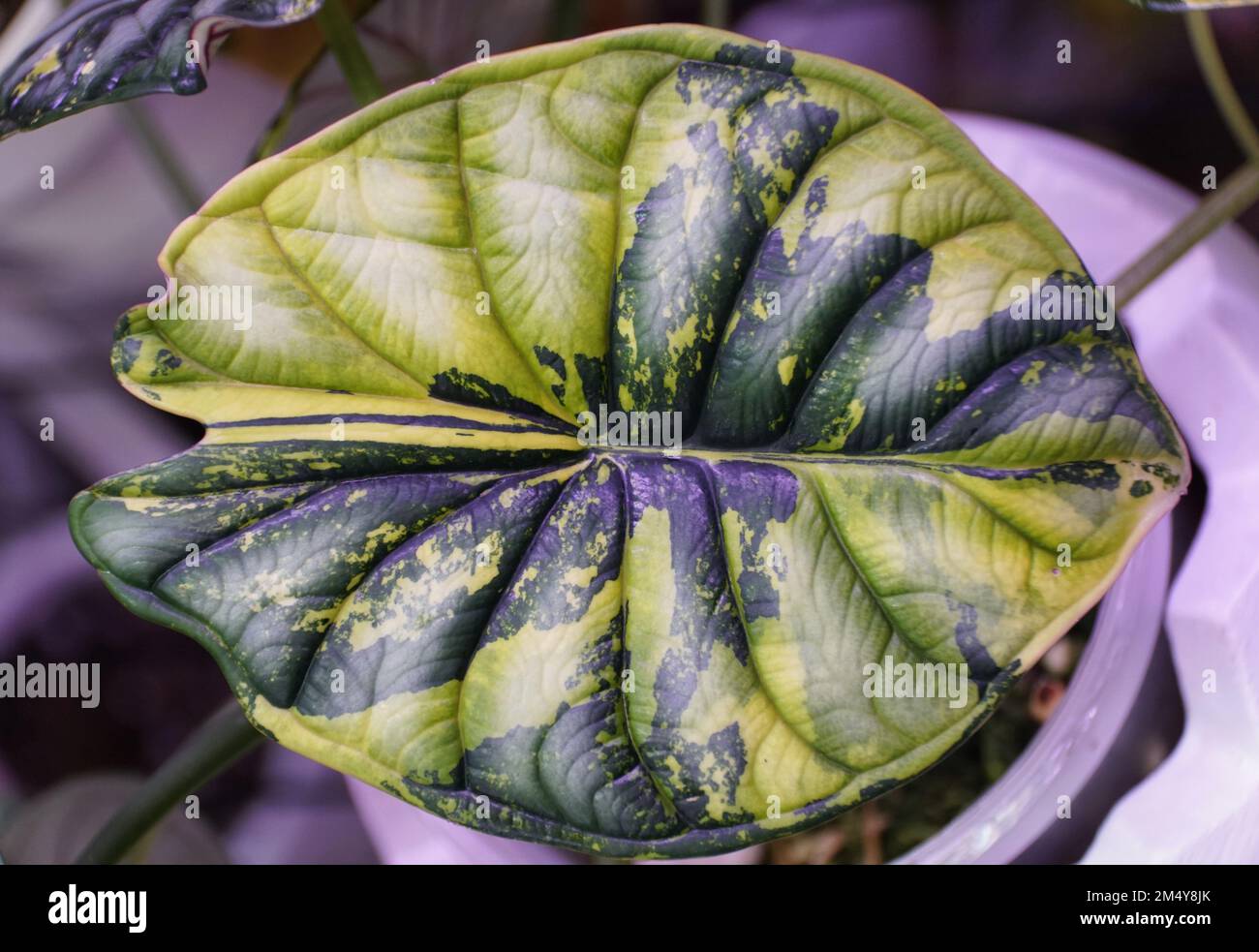Stunning yellow and green marbled leaf of Alocasia Dragon Scale variegated, a rare and expensive