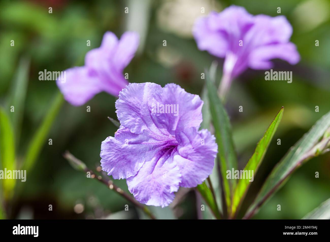 A beautiful wild plant with blue flowers. Stock Photo