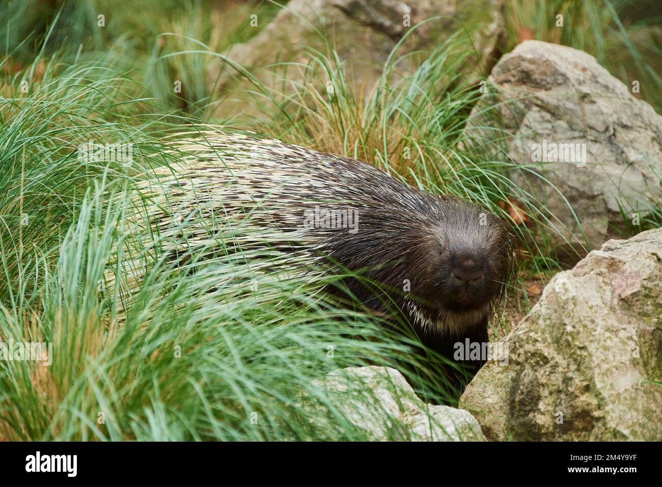 Old World porcupines (Hystrix cristata), Spain Stock Photo