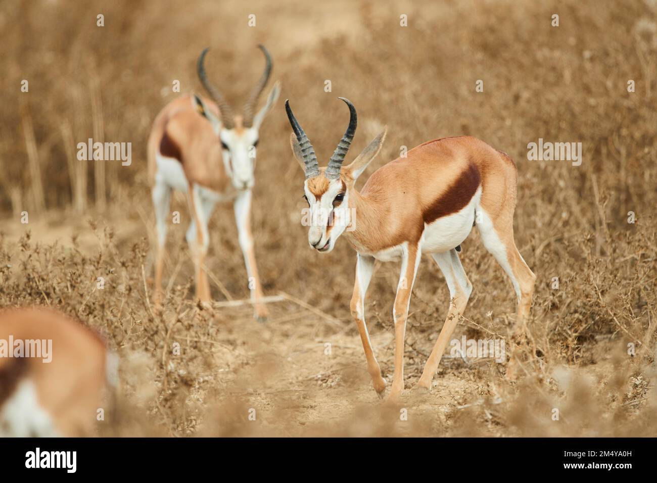 Springbok (Antidorcas marsupialis) standing in the dessert, captive ...