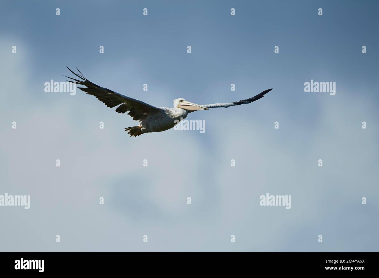 Great white pelican (Pelecanus onocrotalus) flying in the sky, France Stock Photo