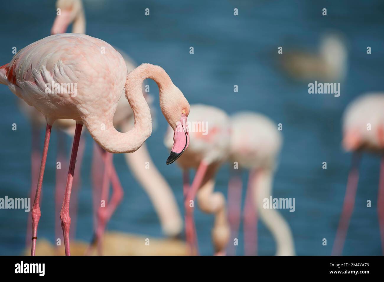 Greater flamingo (Phoenicopterus roseus) in the sea, France Stock Photo