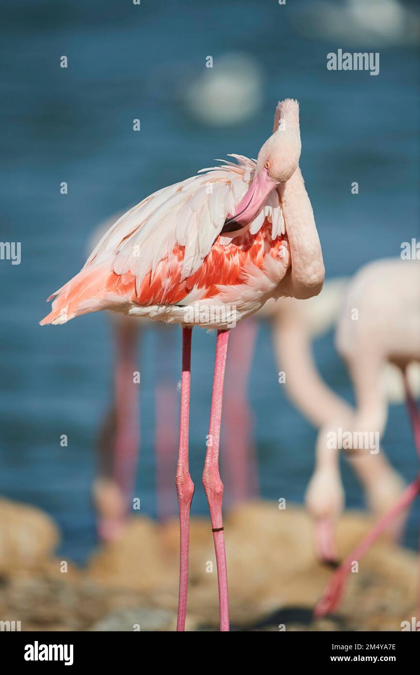 Greater flamingo (Phoenicopterus roseus) in the sea, France Stock Photo