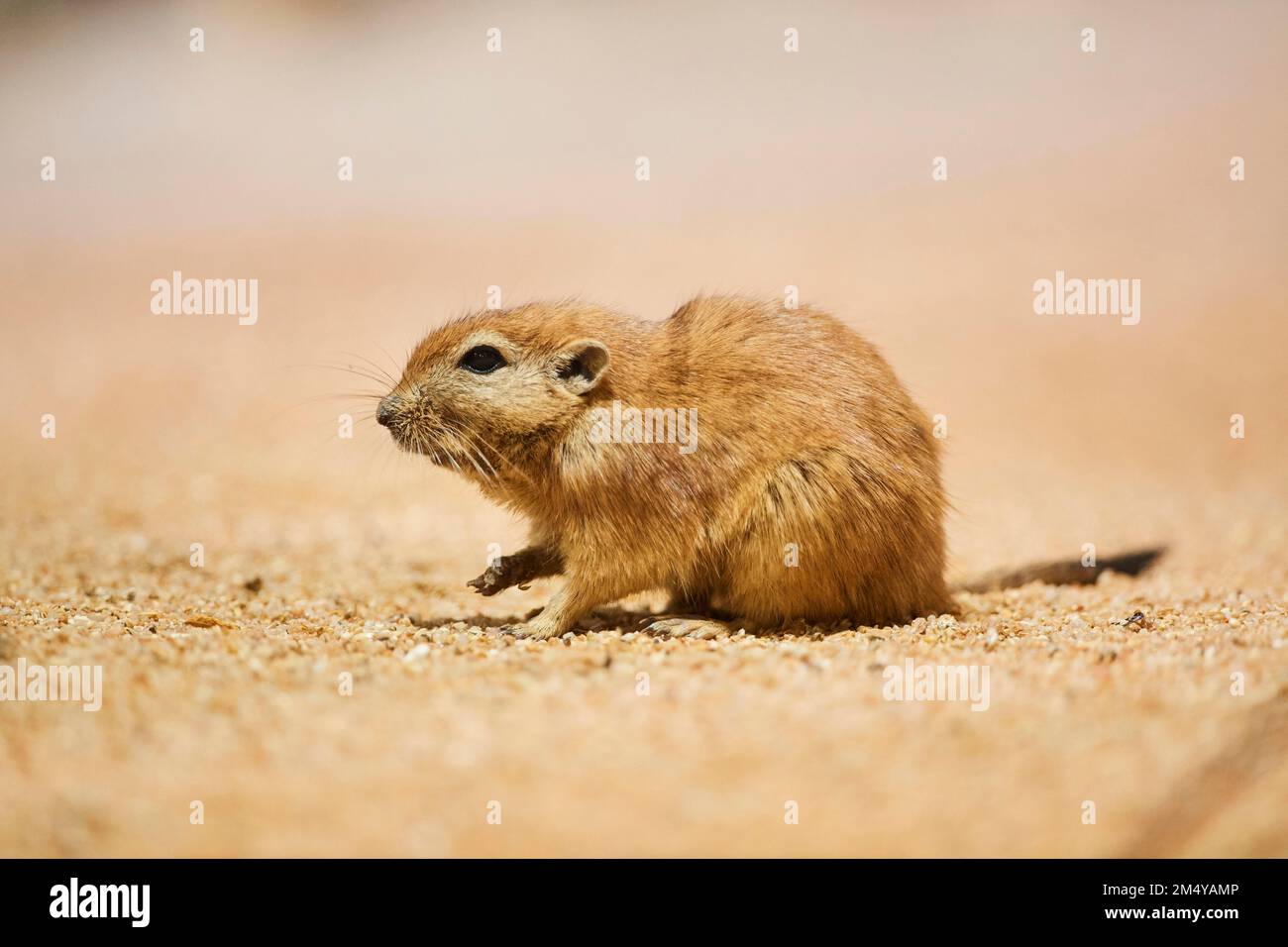 Fat sand rat (Psammomys obesus), Bavaria, Germany Stock Photo