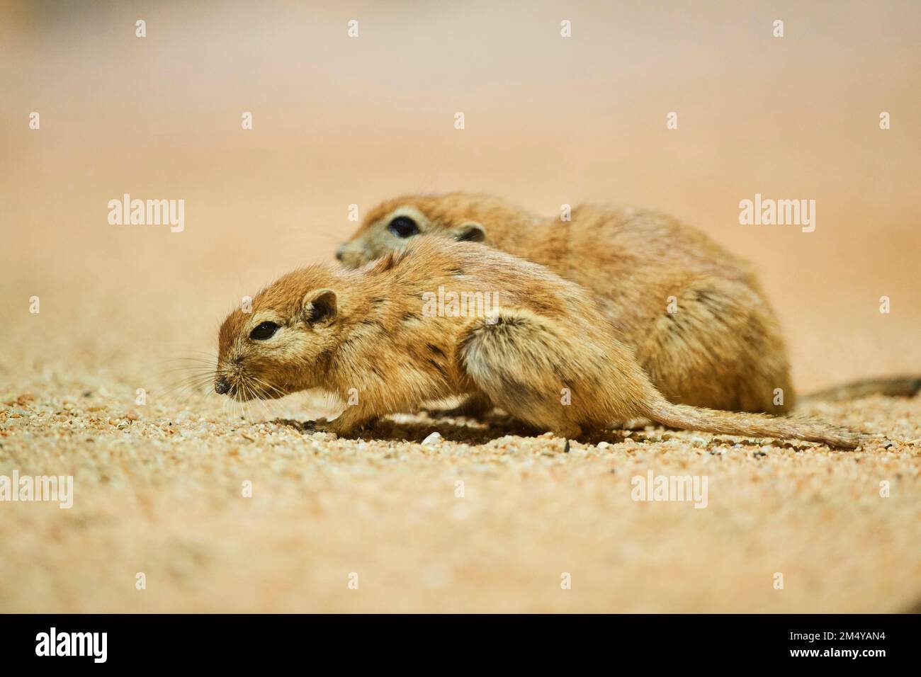 Fat sand rat (Psammomys obesus), Bavaria, Germany Stock Photo