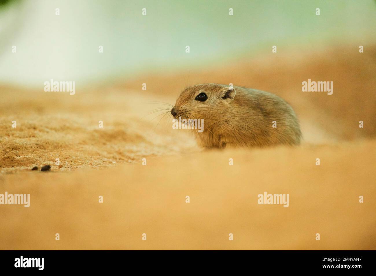 Fat sand rat (Psammomys obesus), Bavaria, Germany Stock Photo