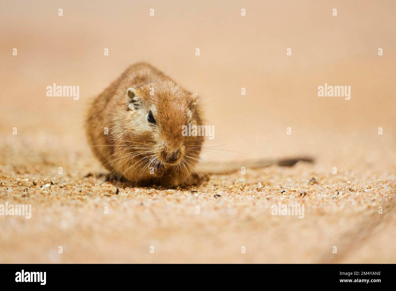 Fat sand rat (Psammomys obesus), Bavaria, Germany Stock Photo