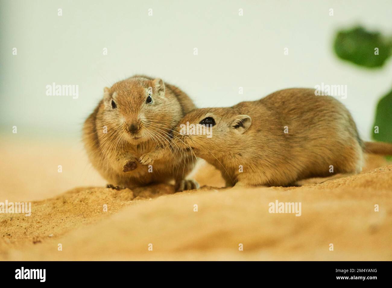 Fat sand rat (Psammomys obesus), Bavaria, Germany Stock Photo