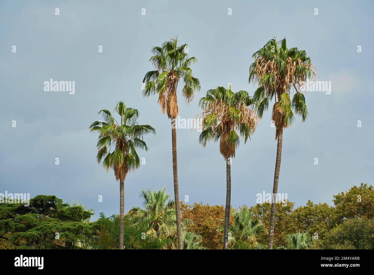 Mexican fan palm (Washingtonia robusta) trees, Spain Stock Photo Alamy