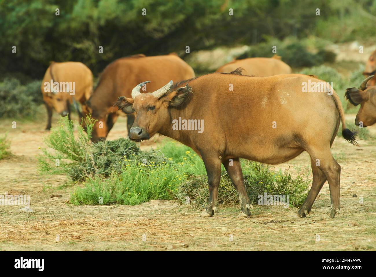 Forest buffalo (Syncerus caffer nanus) in the dessert, captive