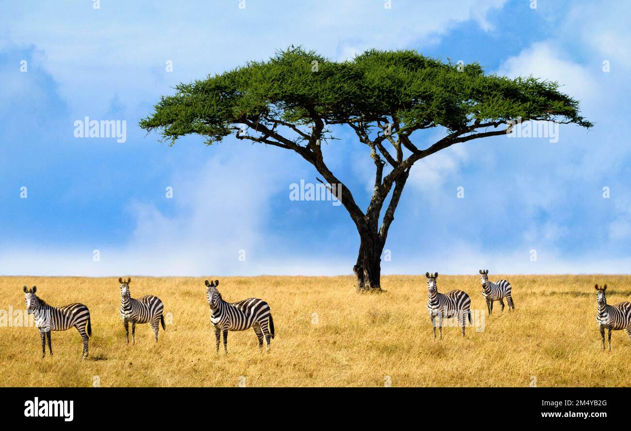 Herd of zebras in a national park in Tanzania, portraits of zebras in their habitat in a natural environment. Zebras in their habitat looking at the Stock Photo