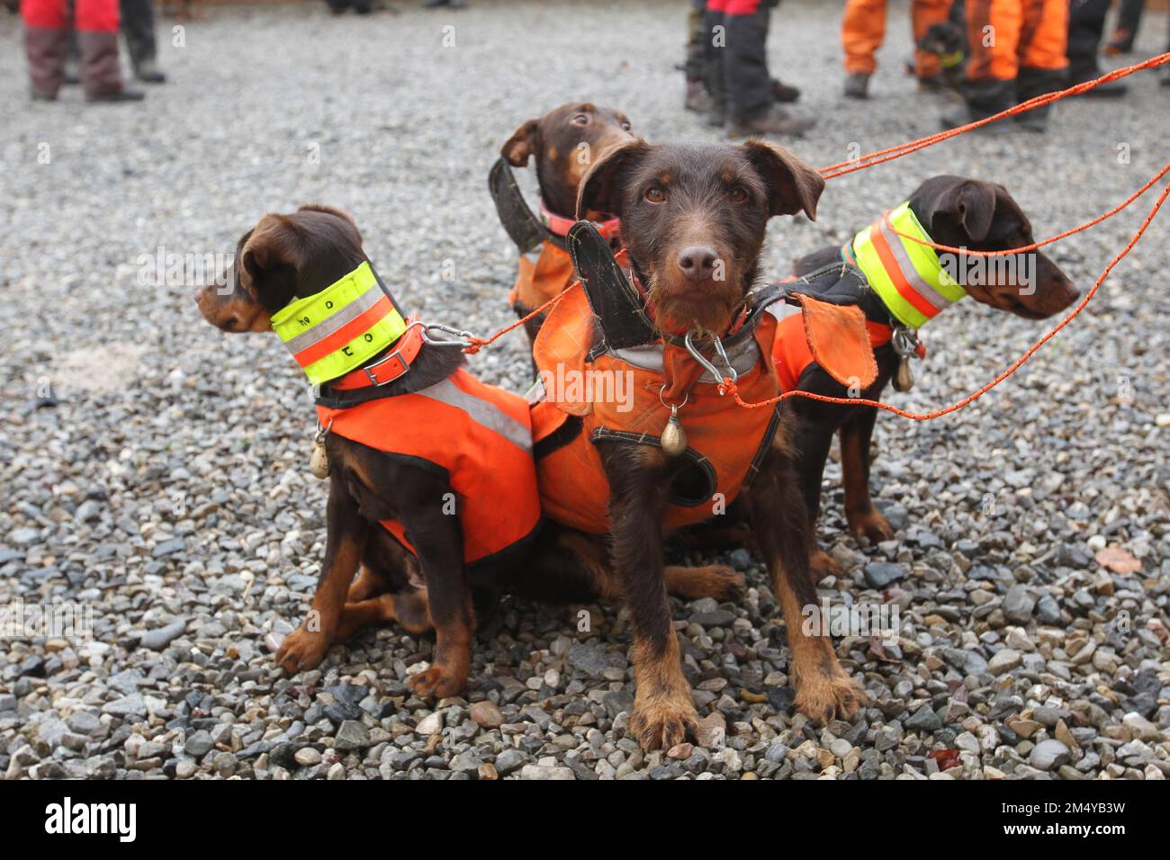 Hunting dogs, hunting terriers in protective waistcoats in front of a sow hunt, Allgaeu, Bavaria, Germany Stock Photo