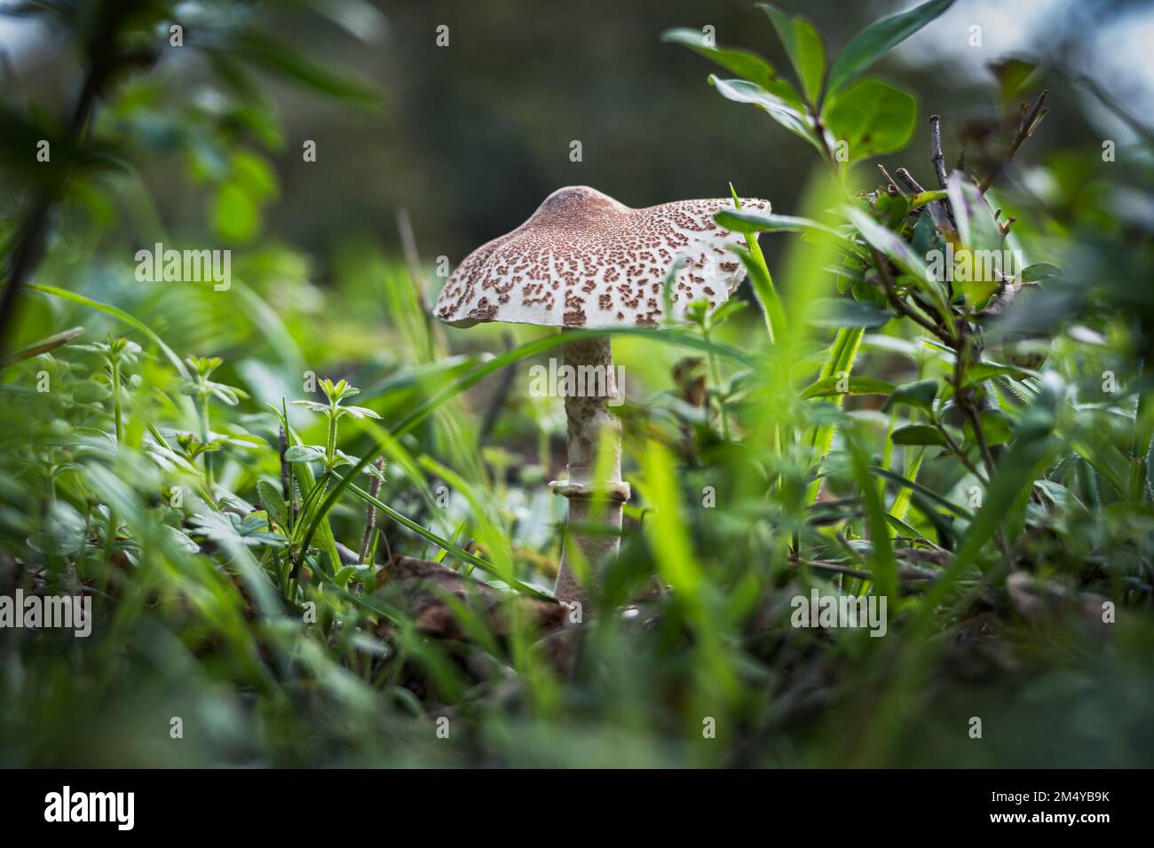 A closeup of the toxic Lepiota brunneoincarnata mushroom growing in the forest after rain. Stock Photo