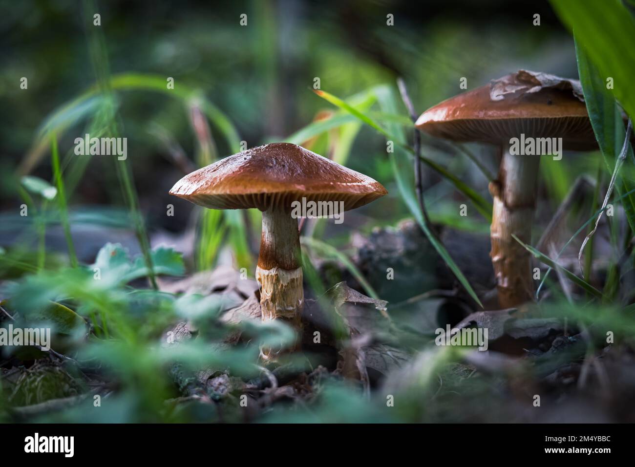 A closeup of a Cortinarius armillatus mushroom growing in the forest after rain. Stock Photo