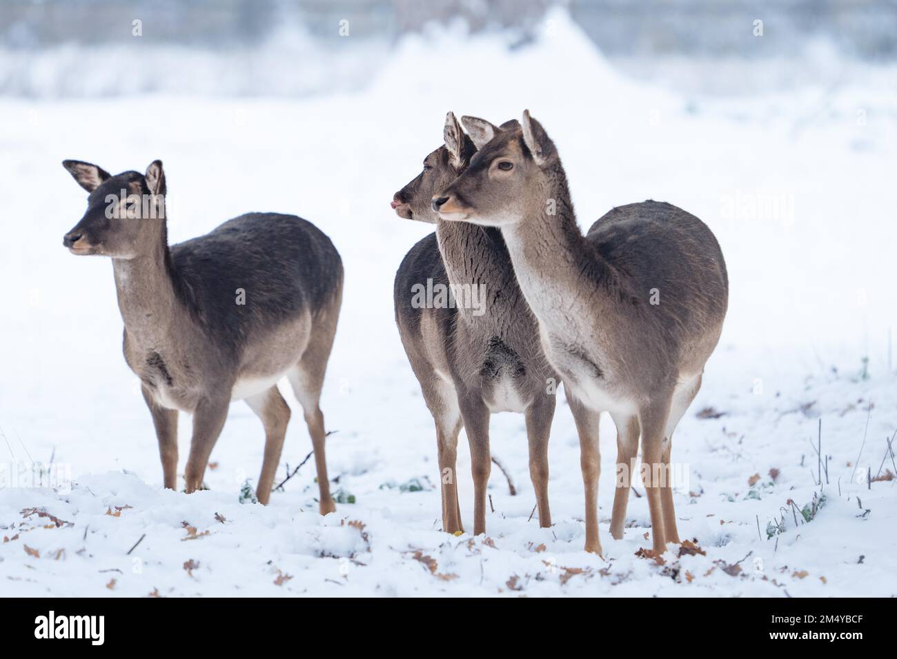 Deer in the snow, Black Forest, Germany Stock Photo