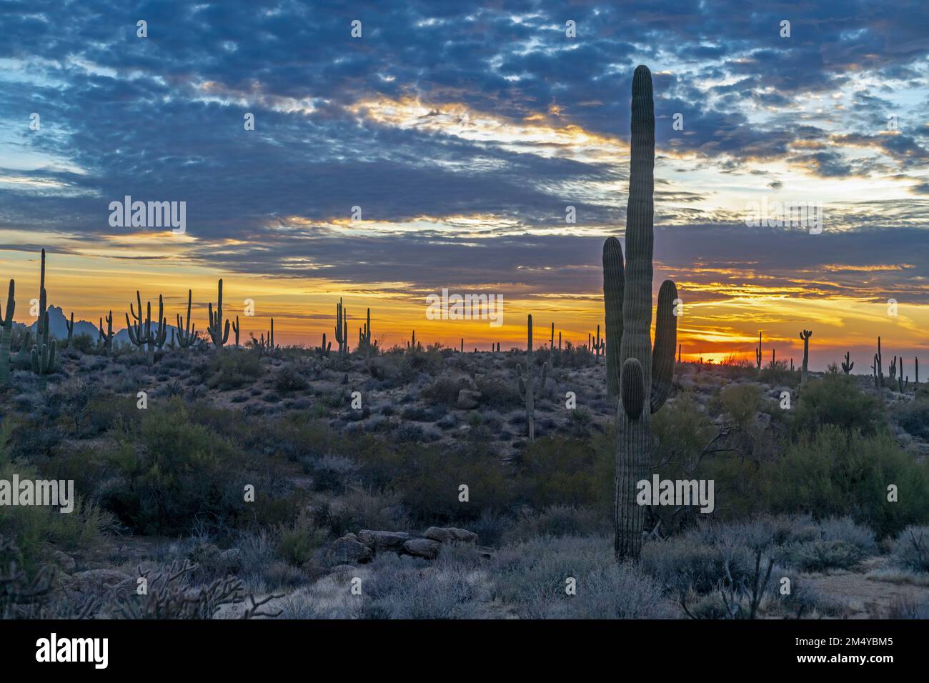Wide Ratio Sonoran Desert Sunset Landscape With Cactus Stock Photo - Alamy