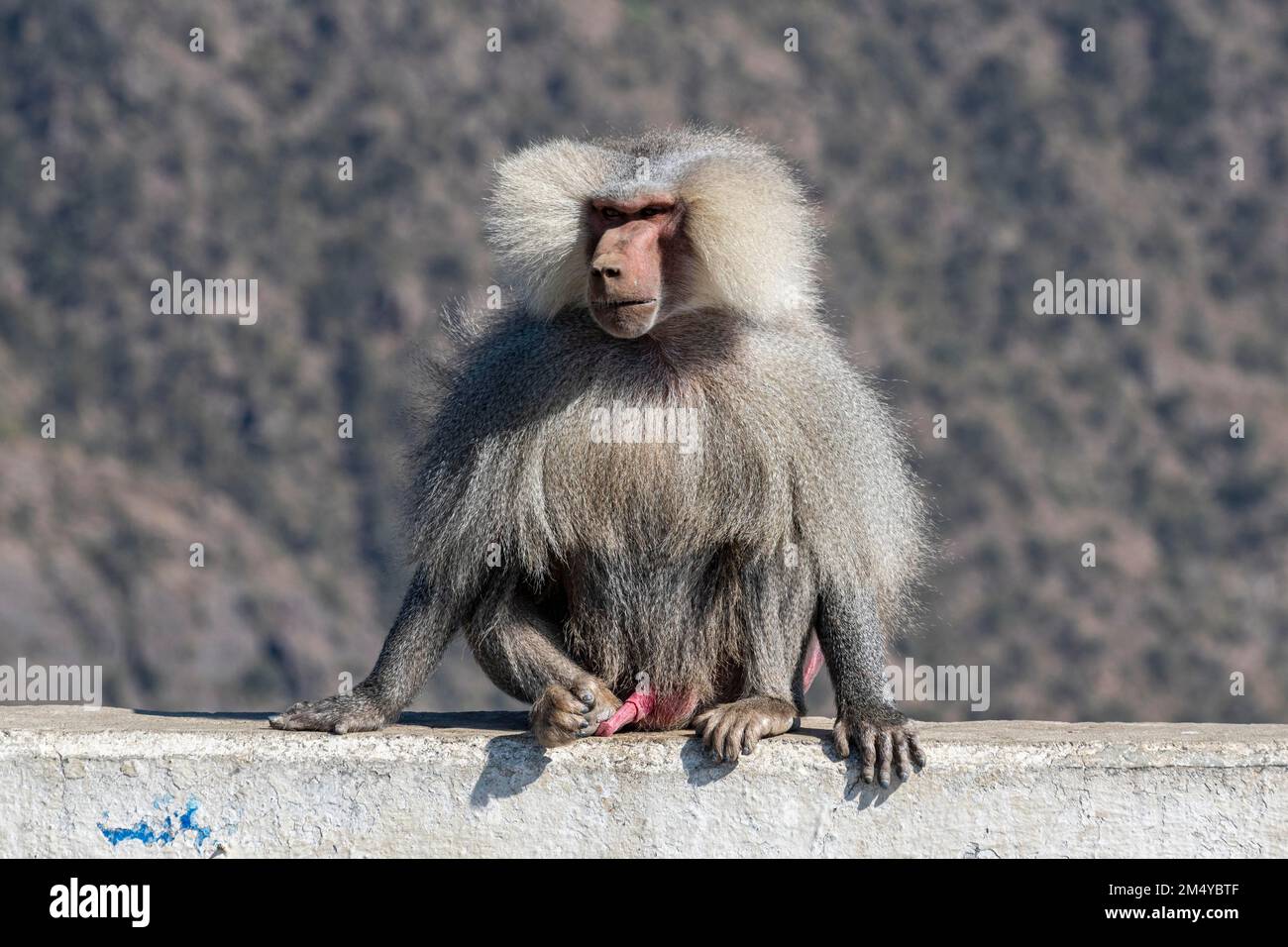 Baboon abha kingdom of saudi arabia stock photo alamy
