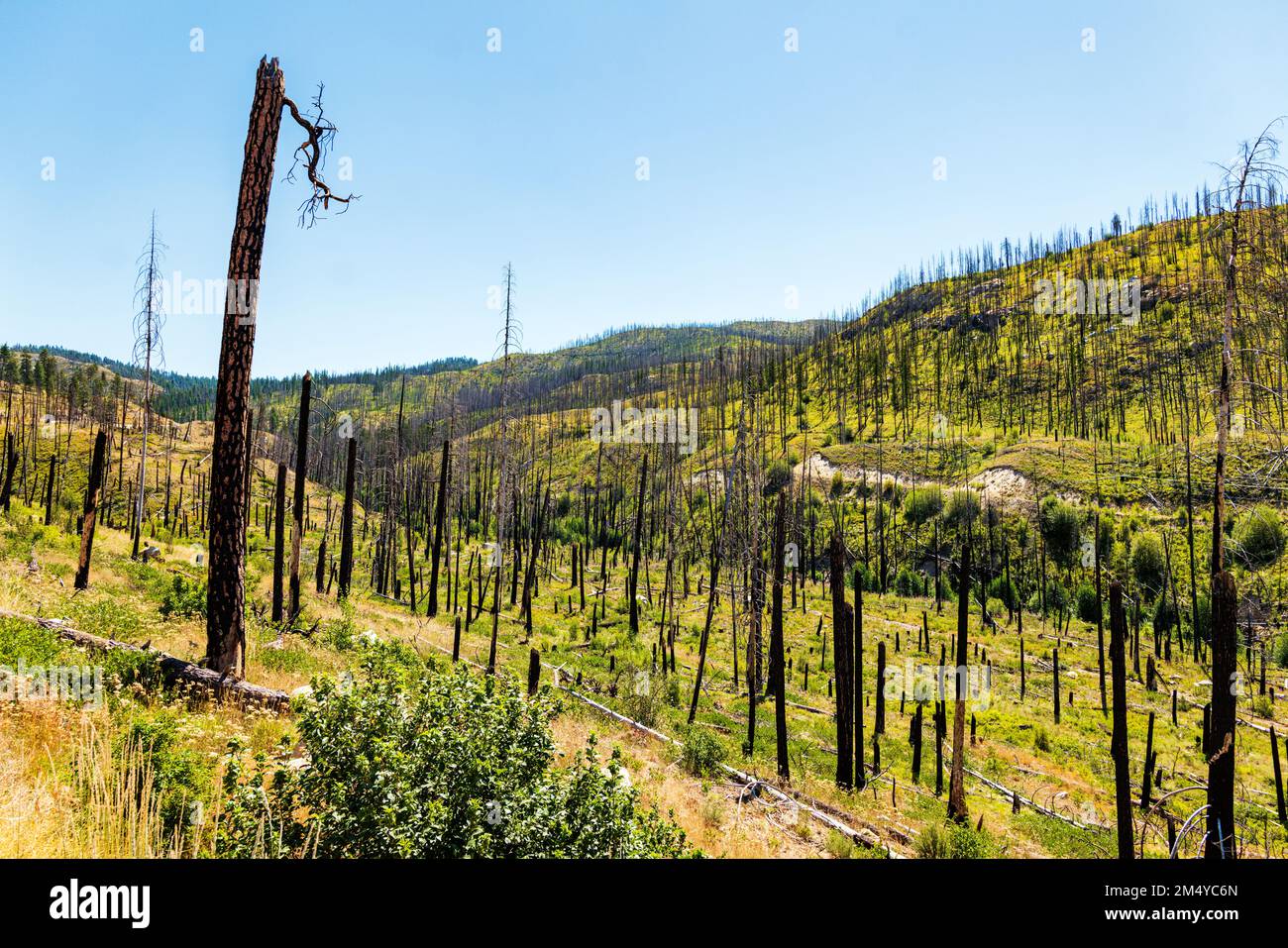 Dead trees; regeneration of trees & plants that burned in forest fire; central Washington state; USA Stock Photo